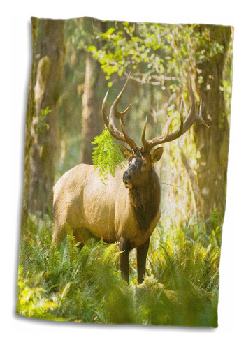 3d Rose Washington Olympic Np Roosevelt Elk Bull En La ...