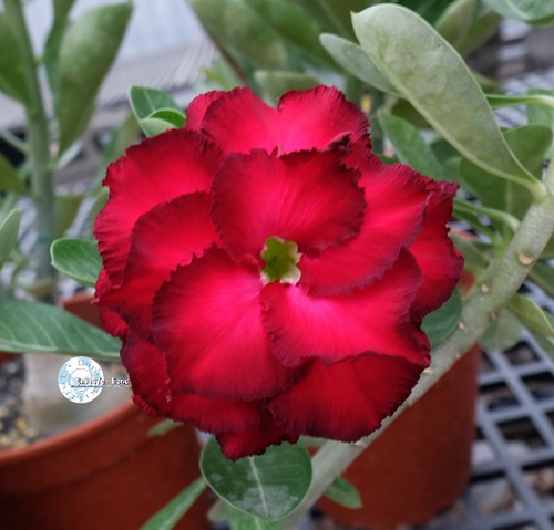Kit 20 Sementes Rosas Do Deserto Mix Para Mudas Em Jardim