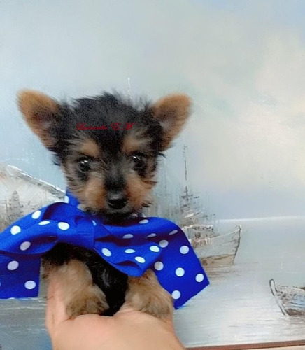 Yorkshire Terrier Bello Cachorrito 550 Yorky Mini Toy Puro