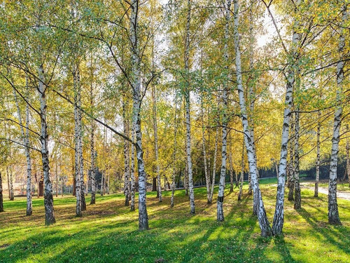 Abedul (betula Alba )
