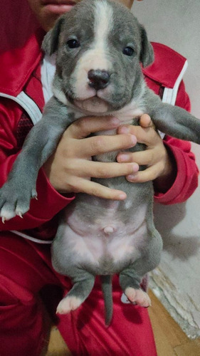Imagem 2 de 3 de Filhote Pit Bul Blue Nose