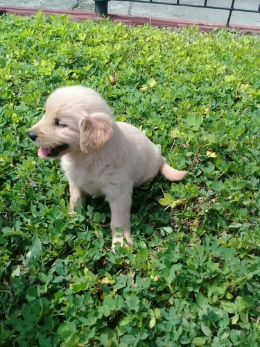 Cachorro Golden Retriever Macho Vacunado Sano