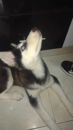 Lobo Siberiano (3 Meses) Hembra