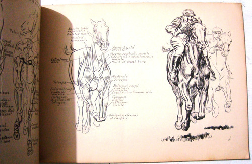 Dibujo Arte Caballos Drawing Horses Tinta Lapiz 1946 Pitman (Usado)