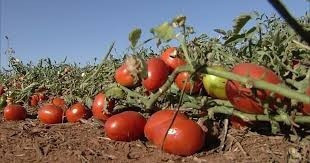 Tomate Rasteiro Rio Grande 3gr = 1.000 Sementes Aproximado