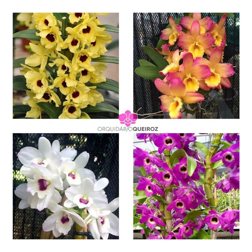 Orquídea Dendrobium Nobile Adulta Kit Com 3 Unidades | Parcelamento sem  juros