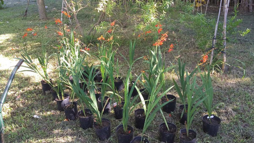Crocosmias Fuego Del Diablo - Vivero Rolocampo