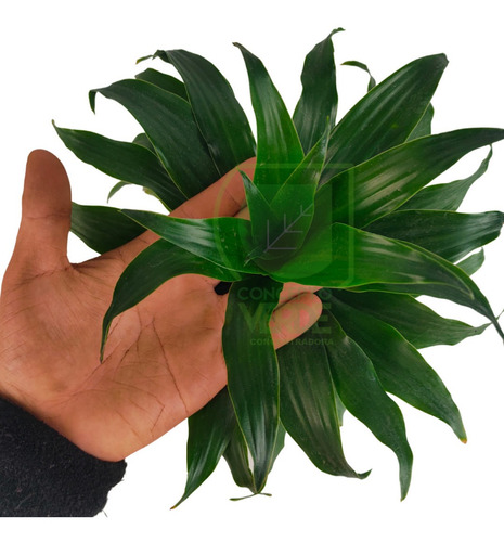 Dracaena Compacta #1