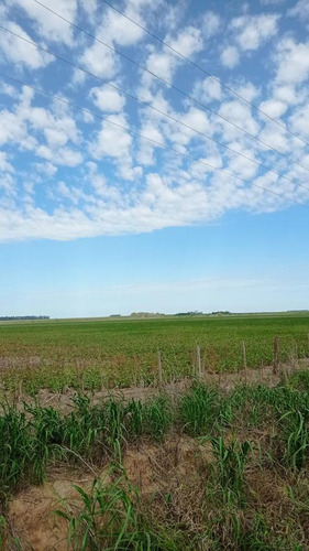 Campo En Clason - Agricola