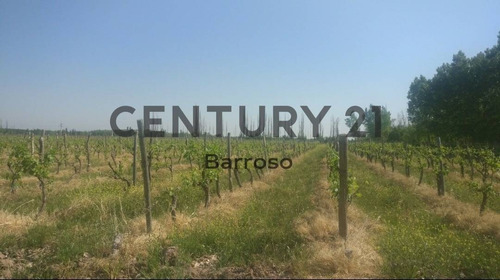 Imagen 8 de 10 de Finca De 48 Hectáreas En Lavalle, Mendoza