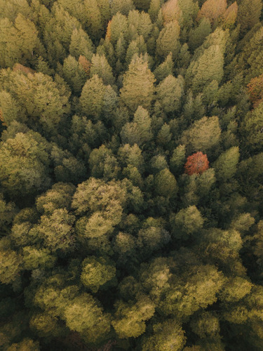 Parcela Única Con Bosque Nativo Naturaleza Y Tranquilidad