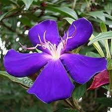 Quaresmeira Roxa 2500 Sementes P Mudas Tibouchina Flores