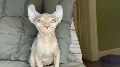 Gato Sphynx Con Pedigree Sin Castrar
