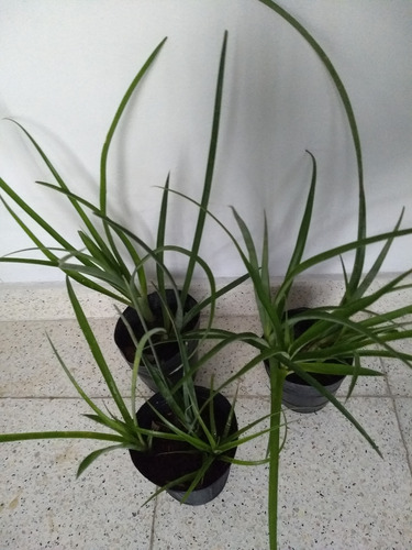 Planta Billbergia Nutans, Lágrimas De Reina O Avena De Salón