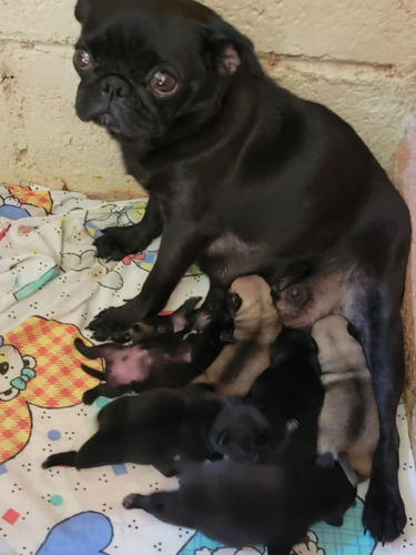 Pug Hermosos Cachorros 