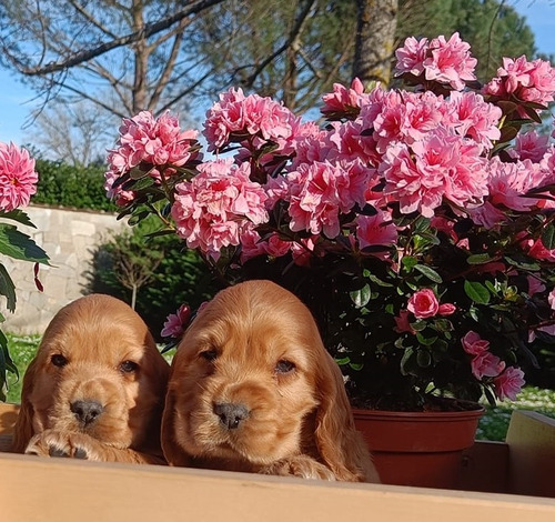 Cocker Dorados !!! Pedigree De F.c.a + Microchip