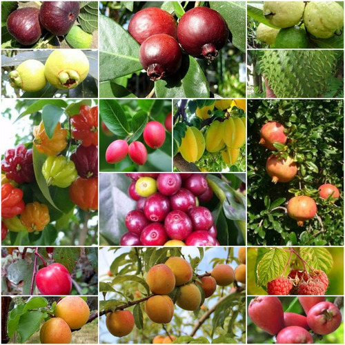 Frutales Lima Injertada Y Capulin