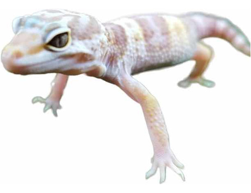 Leopard Gecko Legalizados - Promoção Hoje