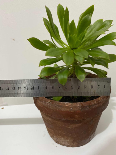 Imagen 4 de 6 de Suculenta Rosa Negra Planta