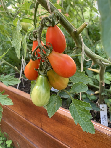 Semillas De Tomate Red Pear (solanum Lycopersicum)