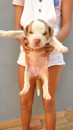 Imagem 5 de 5 de Pitbull