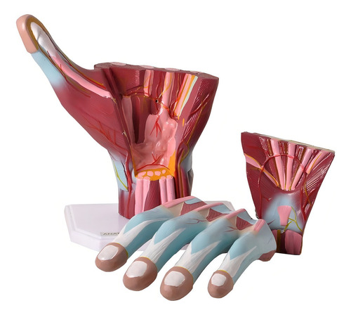Mano humana muscular agrandada dividida en 3 partes