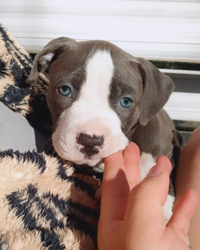 Cachorros Pitbull Hermosos Blue