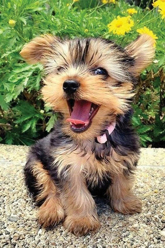 Yorkshire Terrier Mini 35 Manto Dorado