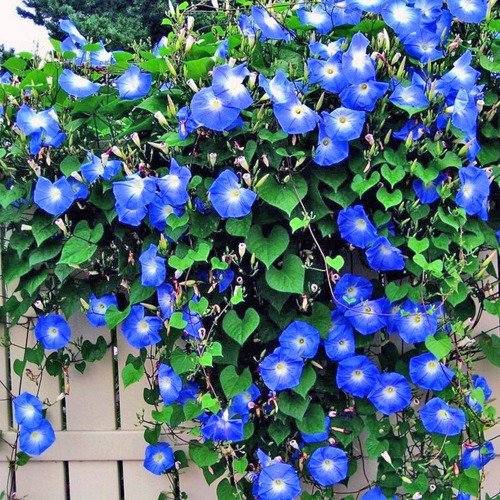 Ipomea Azul Moorning Glory 10 Semillas Del Campo