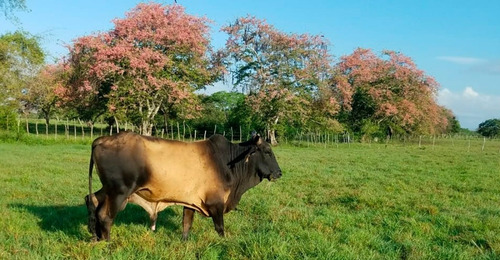 Finca De Ganado En Venta En San Francisco De Macorís