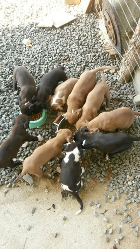 American Pit Bull Terrier