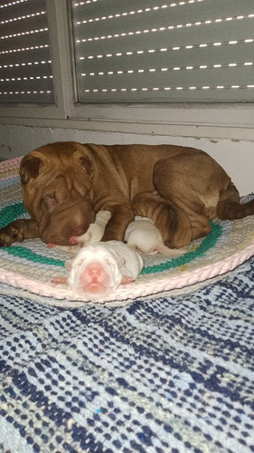 Camada Sharpei Albino 