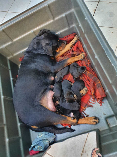 Imagem 1 de 6 de Cachorro Rottweiler