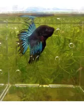 Comprar Peces Betas Hm 