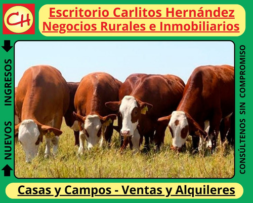Ref 1054) Campo Con Establecimiento Completo Agricola Ganadero Para Arrendar Zona 25 De Mayo En Florida Es De Unas 370 Hectareas Con Casco , Galpones , Casa De Personal , Muy Buenas Aguadas Naturales