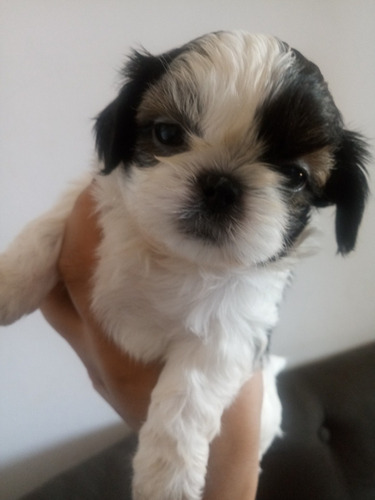 Imagem 3 de 5 de Filhotes De Shih-tzu
