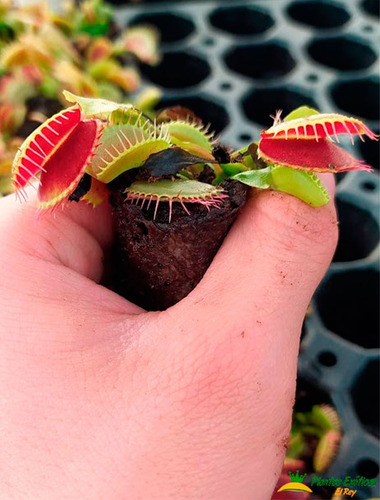 Imagen 4 de 5 de Planta Carnívora Venus Atrapamoscas Dionaea Muscipula Vp