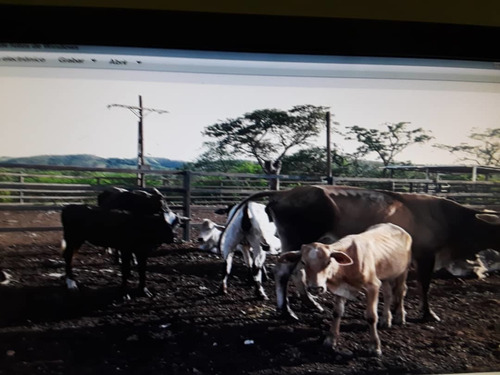 Imagen 6 de 14 de En Venta Finca En San Carlos, Cojedes