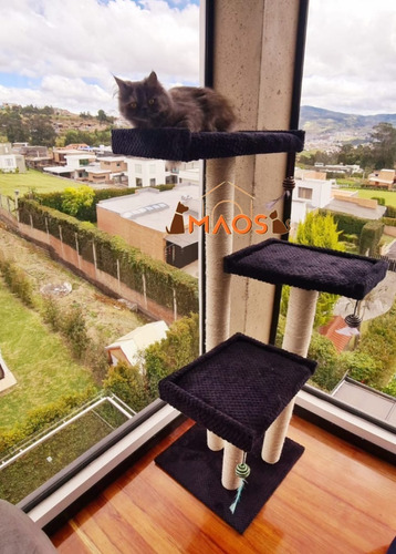 Gimnasios Para Gatos + Obsequio - Kg A $135000