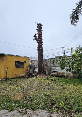 Poda De Arboles Tala Extracciones De Raiz Escalador Palmeras