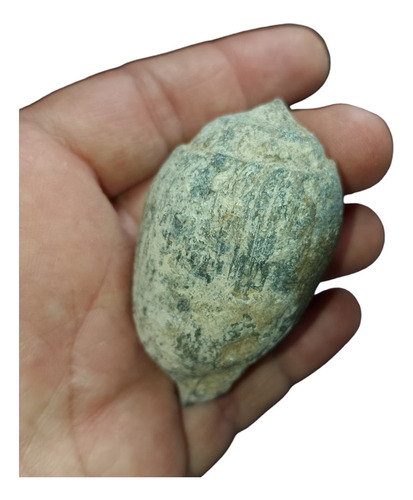 Gasteropodo Fosil Marino Origen Mich. Mexico Esp000628