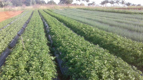Imagem 11 de 17 de Área À Venda, 35000 M² Por R$ 6.300.000,00 - Chácaras Videiras De Itaici - Indaiatuba/sp - Ar0178