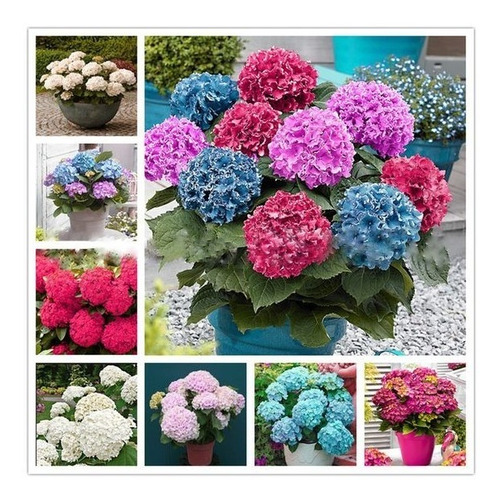 600 Semillas Flores Hortensia Mas Vendidos, 3 X 1 + Abono