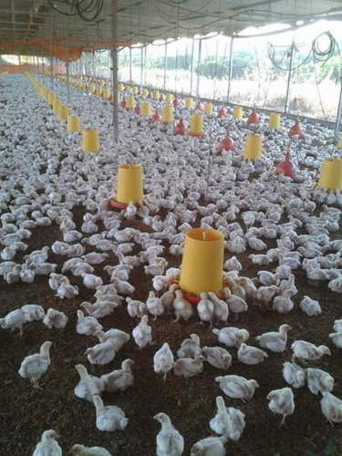 Venta De Finca Productiva En San Juan De Los Morros, Guarico - Inmobiliaria Maggi 501.
