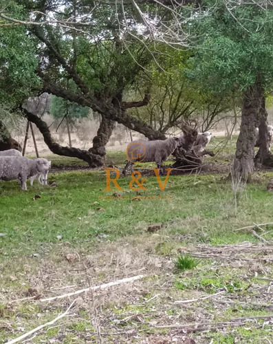 Oportunidad Chacra De 3 Ha En Venta En San Bautista
