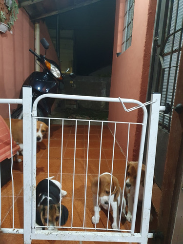 Filhotes De Beagle