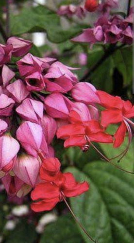 Clerodendrum Rojo Ramillete Flores Colibríes Envío Gratis!!
