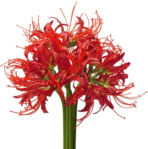 5 Piezas De Lirios De Araña, Bombillas De Lycoris Arti...