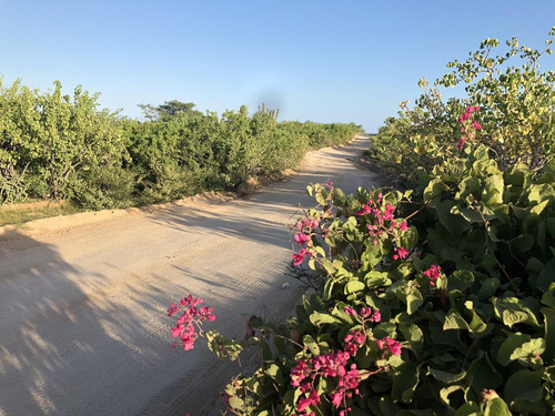 Zacaton Playa Tortuga, Zacaton Developer Land