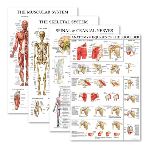 Palace Learning 4 Cartel Anatomico Laminado Muscular Nervio